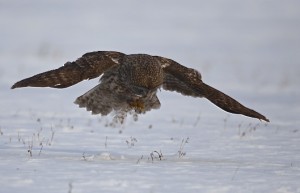 Great Gray Owl