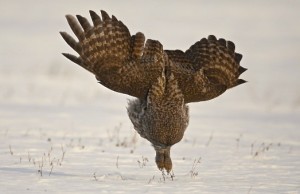 Great Gray Owl