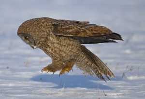 Great Gray Owl