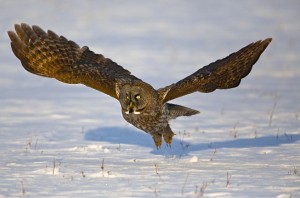 Great Gray Owl