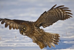 Great Gray Owl