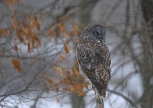 Great Gray Owl