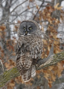 Great Gray Owl