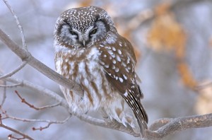 Boreal Owl