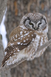 Boreal Owl