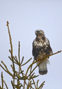 Rough Legged Hawk