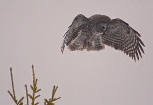 Great Gray Owl