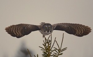 Great Gray Owl