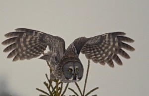 Great Gray Owl