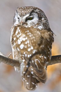 Boreal Owl