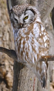 Boreal Owl