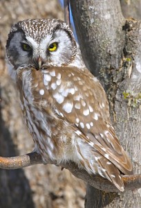 Boreal Owl